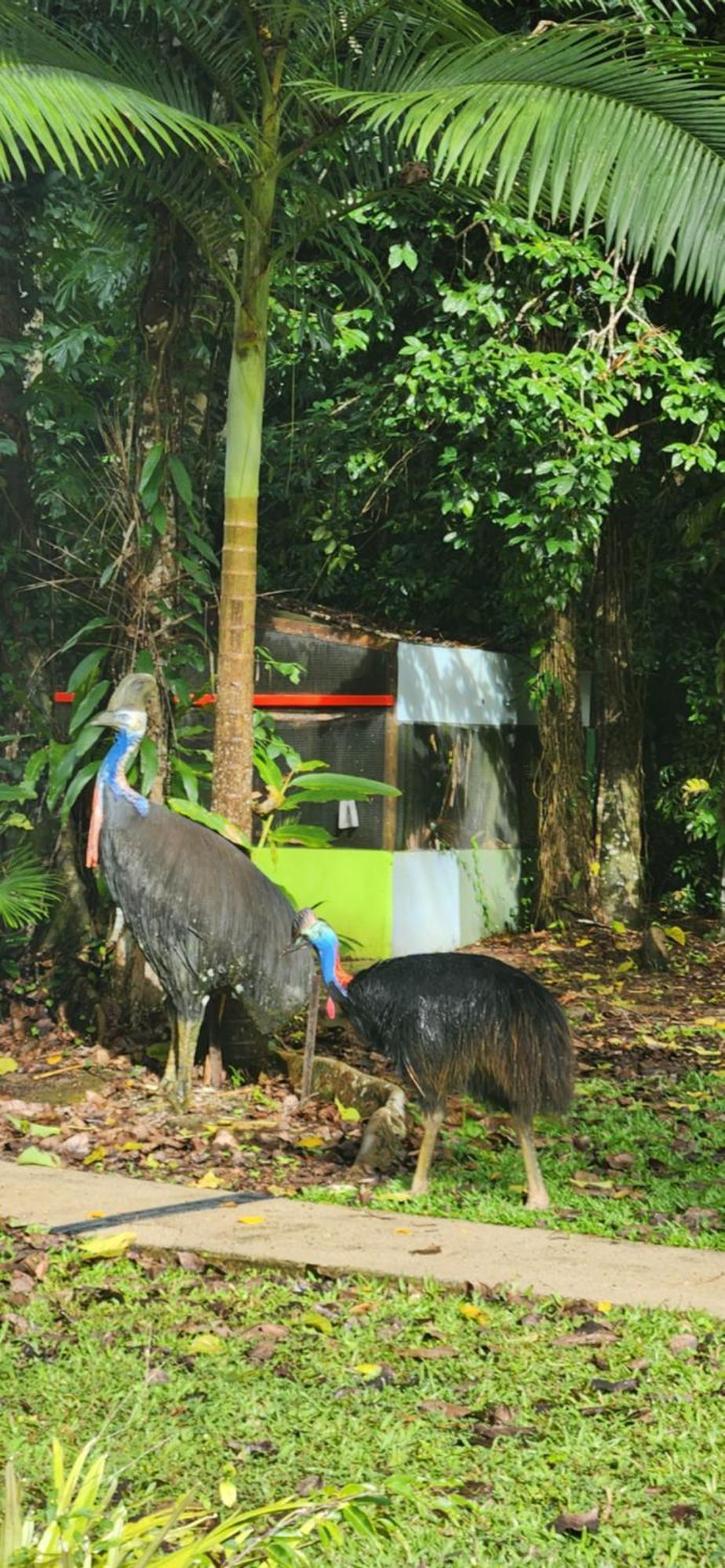 Daintree Siesta Villa Diwan Exterior foto