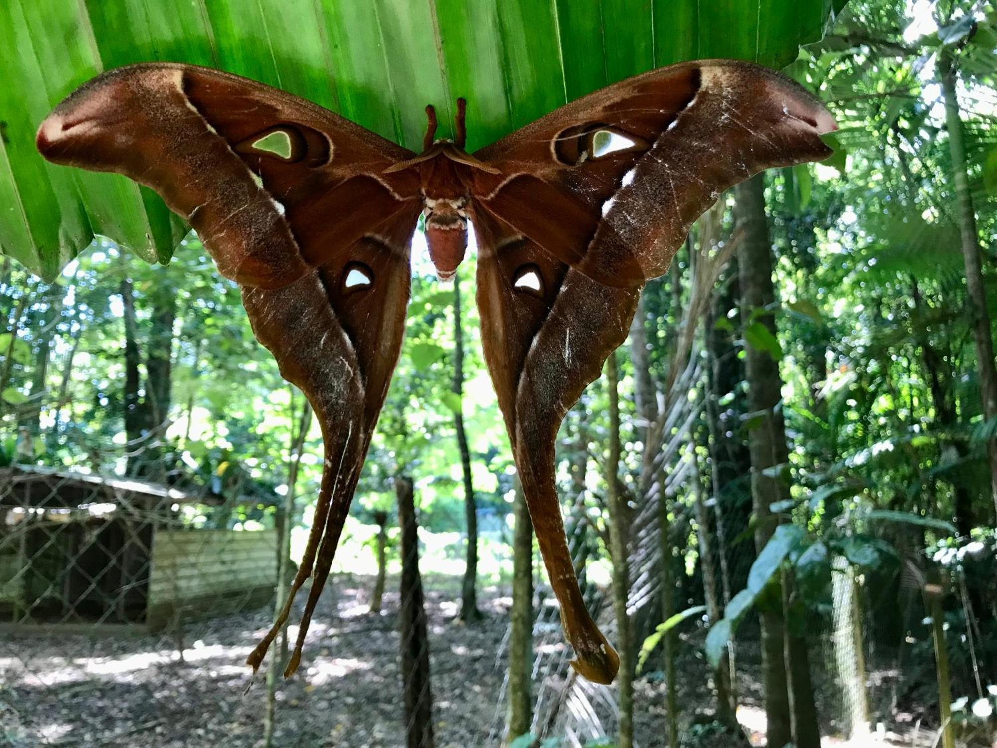 Daintree Siesta Villa Diwan Exterior foto
